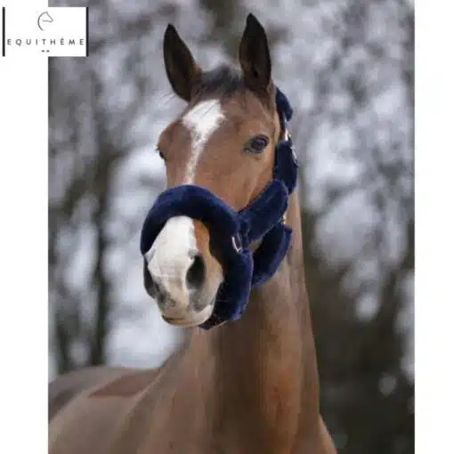 Licol Teddy Equithème marine rose gold sellerie equinoxe-shop Fuveau