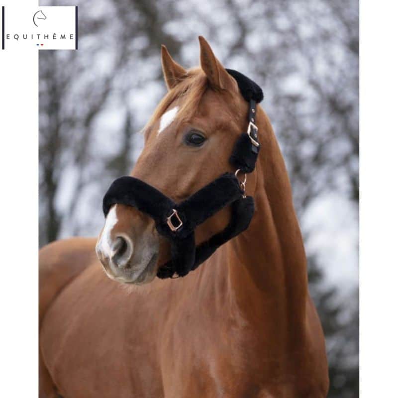 Licol Teddy Equithème noir rose gold sellerie equinoxe-shop Fuveau