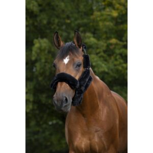 set-pour-licol-equitheme-teddy (1)