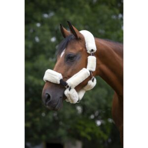 set-pour-licol-equitheme-teddy