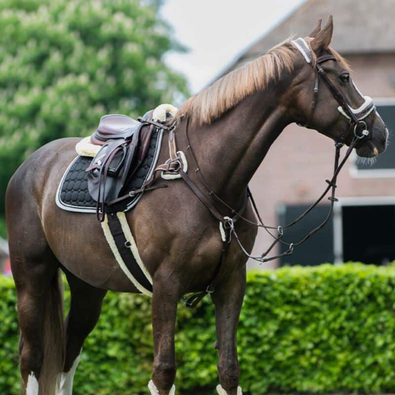 Collier de chasse Ontario QHP equinoxe-shop