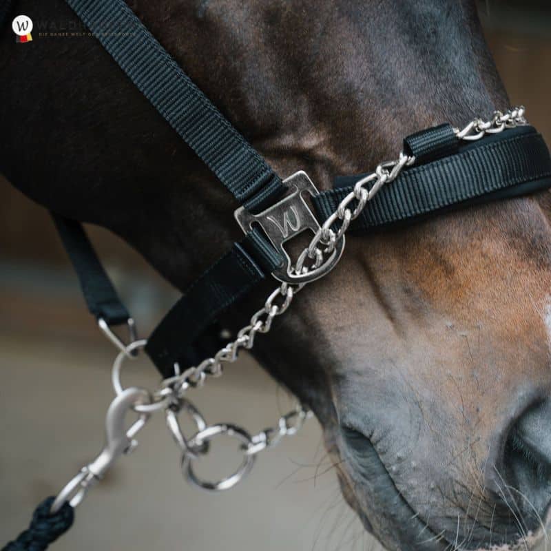 Licol Pro Safety avec chaine Waldhausen Equinoxe-shop