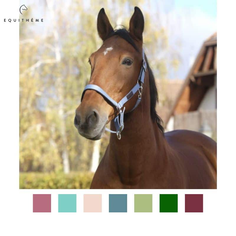 Licol Spring Color Equi-thème cheval equinoxe-shop