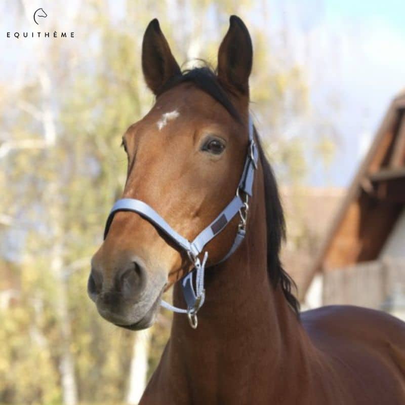 Licol Spring Color Bleu ciel Equi-thème cheval equinoxe-shop