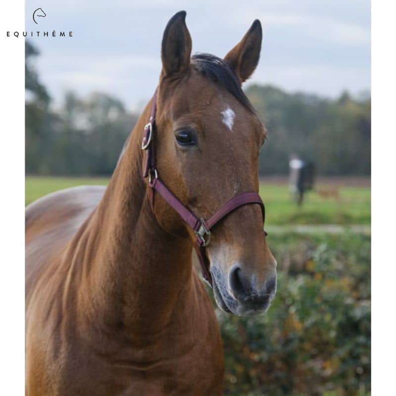 Licol Spring Color Bordeaux Equi-thème cheval equinoxe-shop