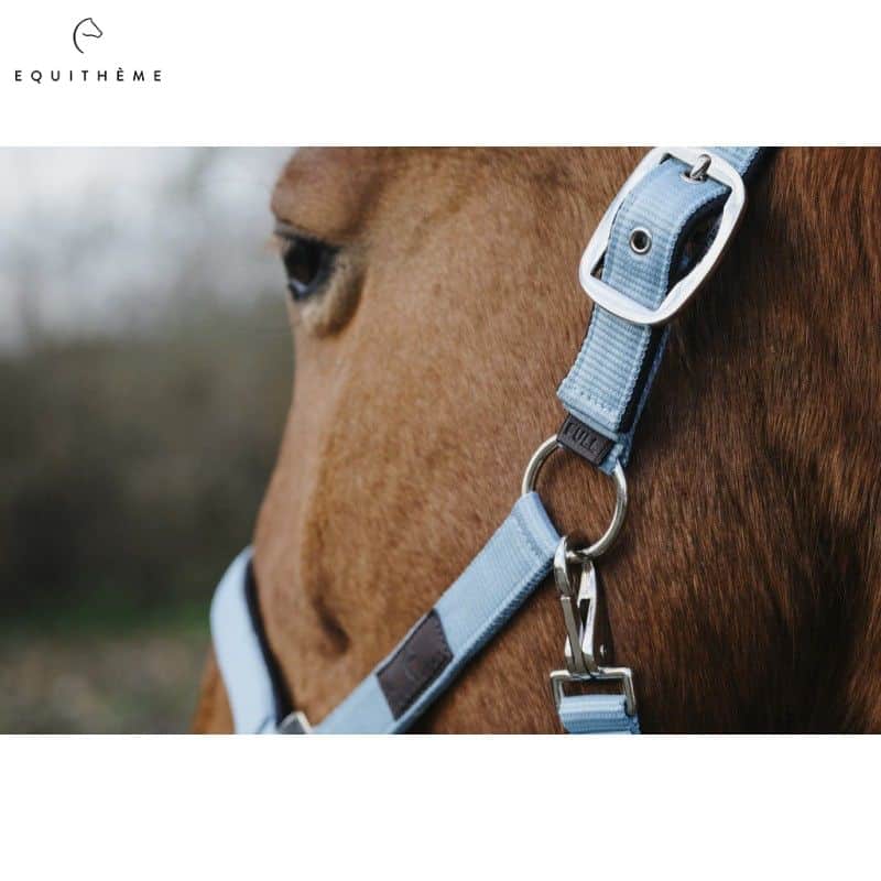 Licol Spring Color Bleu Ciel Equi-thème cheval equinoxe-shop