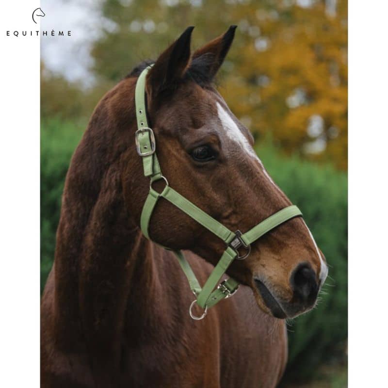 Licol Spring Color Vert anis Equi-thème cheval equinoxe-shop