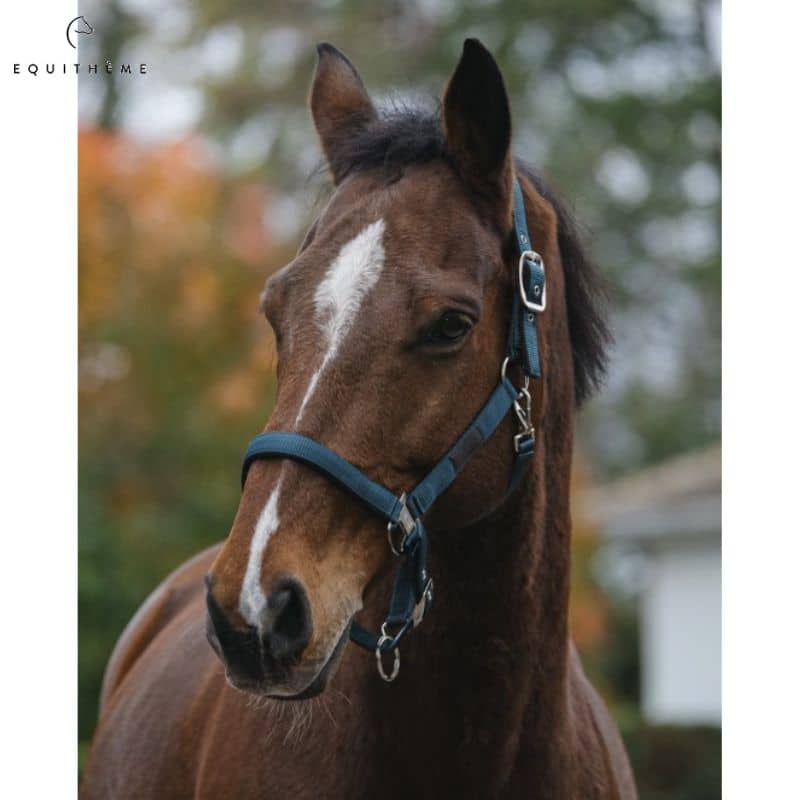 Licol Spring Color Vert foret Equi-thème cheval equinoxe-shop