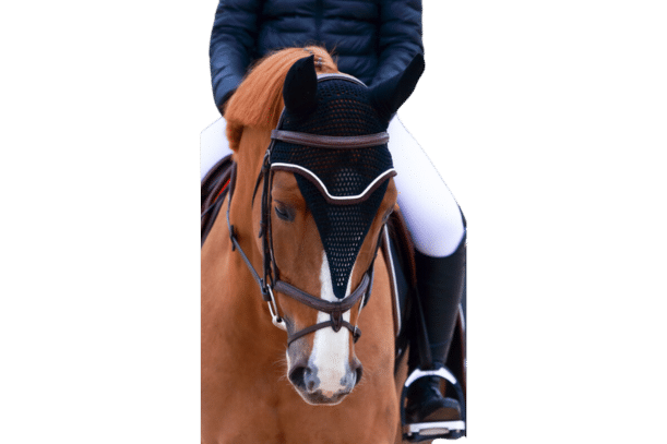 Équipement pour cheval : les dernières tendances des magasins de matériel d' équitation