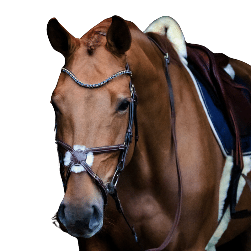 Matériel d'équitation d'occasion pour chevaux et cavaliers