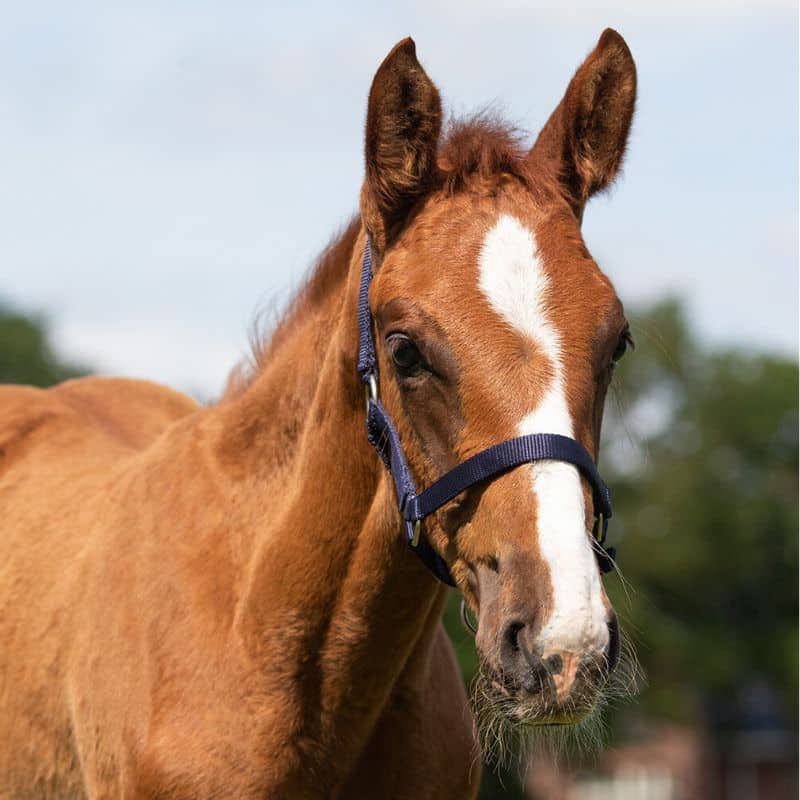 Licol poulain QHP Q-Essentials bleu marine Equinoxe-Shop