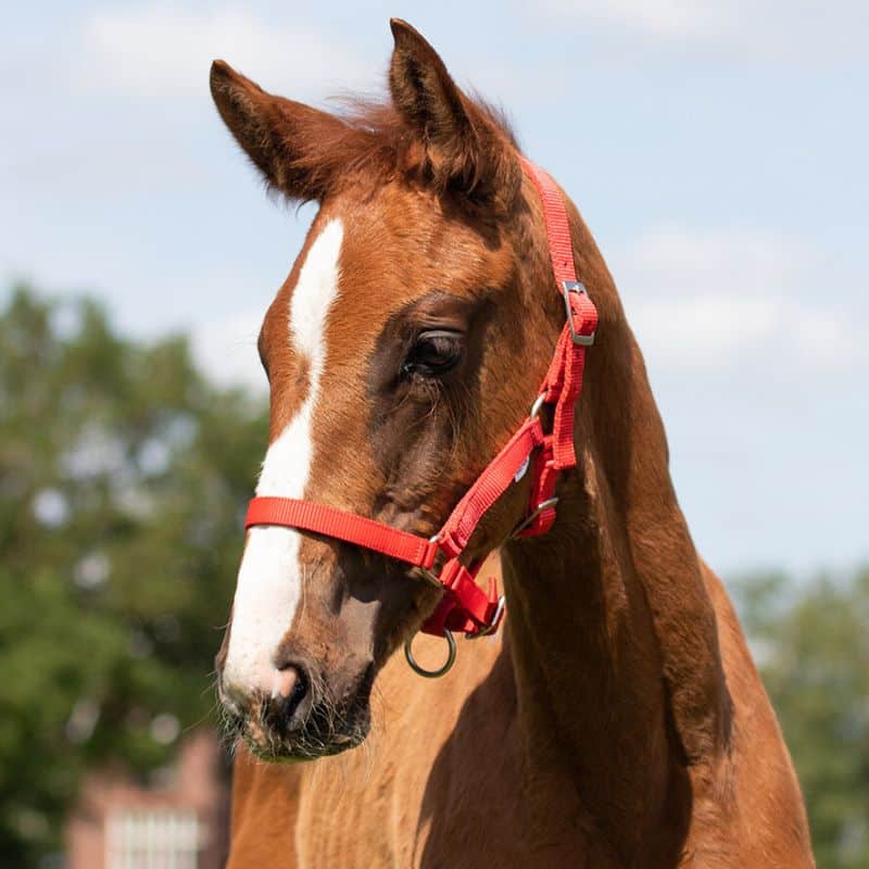Licol poulain QHP Q-Essentials rouge Equinoxe-Shop