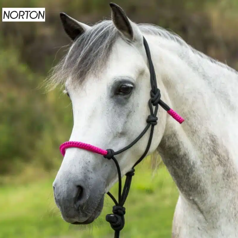 Licol éthologique avec longe Fun Color Norton noir fushia Licol éthologique avec longe Fun Color Noir fushia Norton Sellerie Equinoxe-Shop