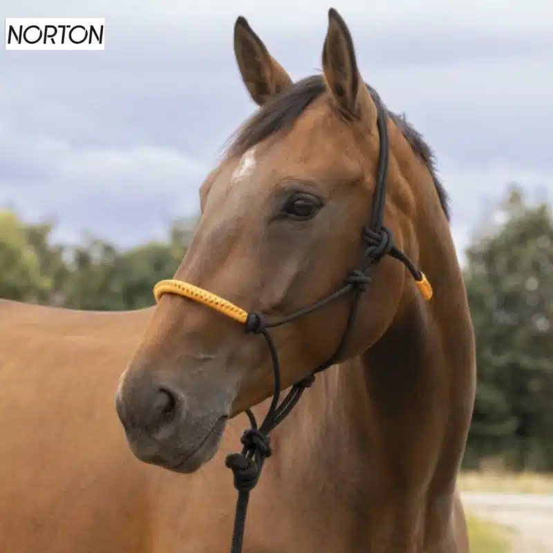 Licol éthologique avec longe Fun Color Norton noir orange Licol éthologique avec longe Fun Color Noir orange Norton Sellerie Equinoxe-Shop