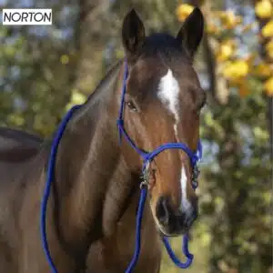 Licol éthologique avec rênes Norton bleu roi Sellerie Equinoxe Fuveau