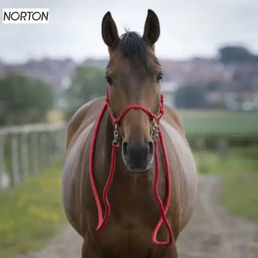 Licol éthologique avec rênes Norton rouge Sellerie Equinoxe-Shop