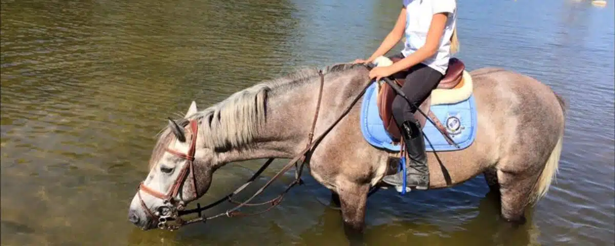 Comment rafraîchir son cheval et son poney en été by Sellerie Equinoxe Shop