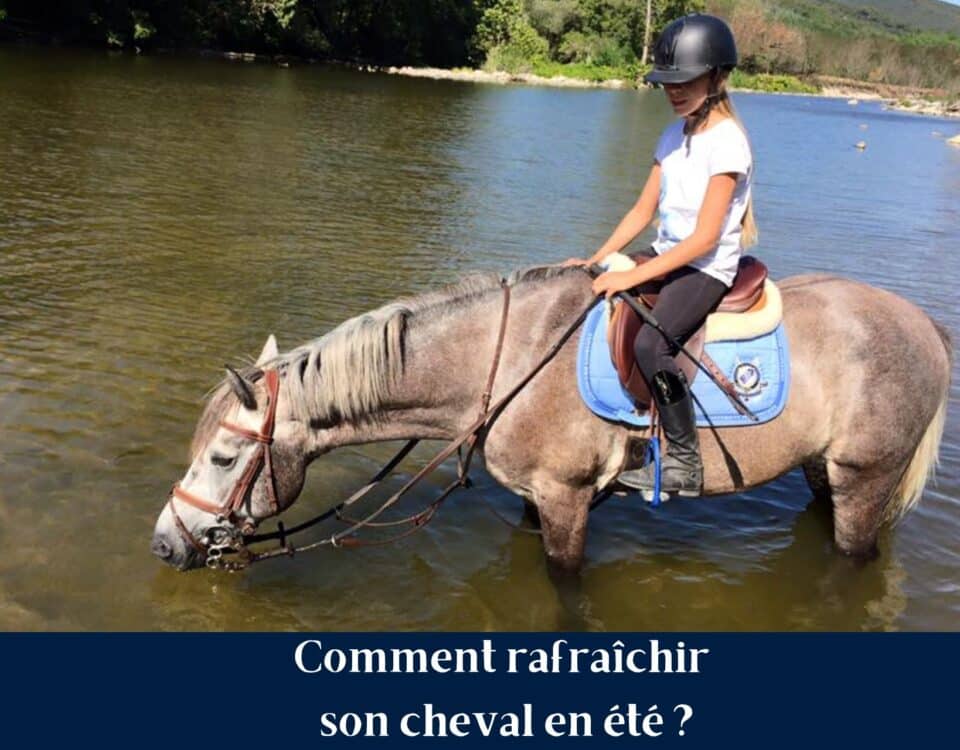 Comment rafraîchir son cheval et son poney en été by Sellerie Equinoxe Shop