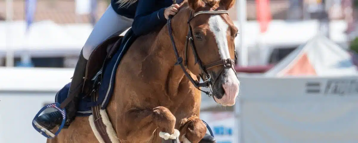 Comment bien choisir ses rênes d'équitation Sellerie Equinoxe-Shop Fuveau rênes western, de bride, de filet, de bridon, éducative Shetland Poney Cheval Pur-sang