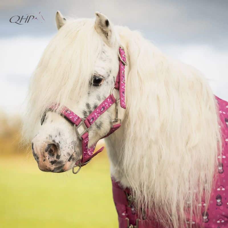 Licol Sterrin QHP pour Shetland et poney Sellerie Equinoxe Shop Fuveau