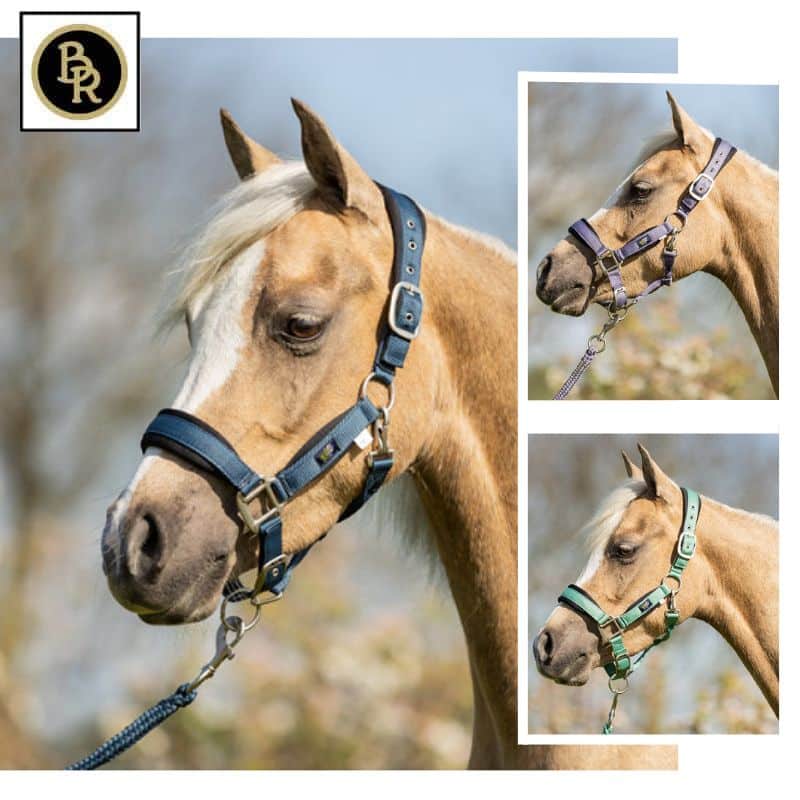 Set Licol avec longe BR Mini Horse Poney Sellerie Equinoxe Shop Fuveau