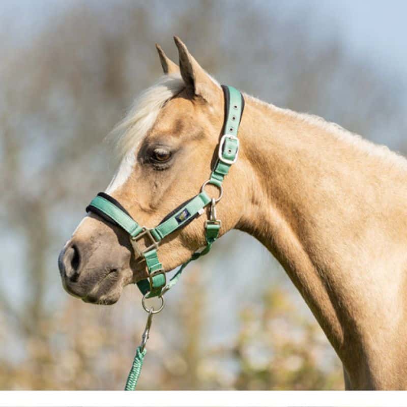 Licol Mini Poney/poulain – Nylon Bleu – Taille Réglable – Neuf