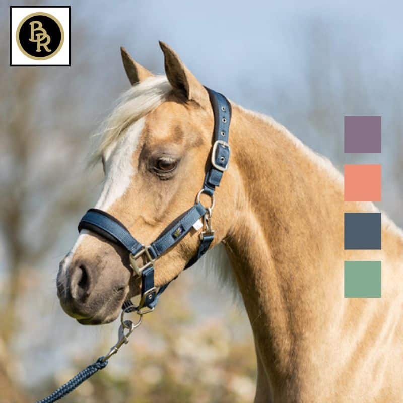 set licol et longe mini horse violet BR Sellerie Equinoxe Shop Fuveau