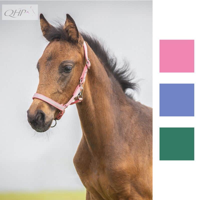 Licol de poulain QHP SS25 Sellerie Equinoxe Shop Fuveau