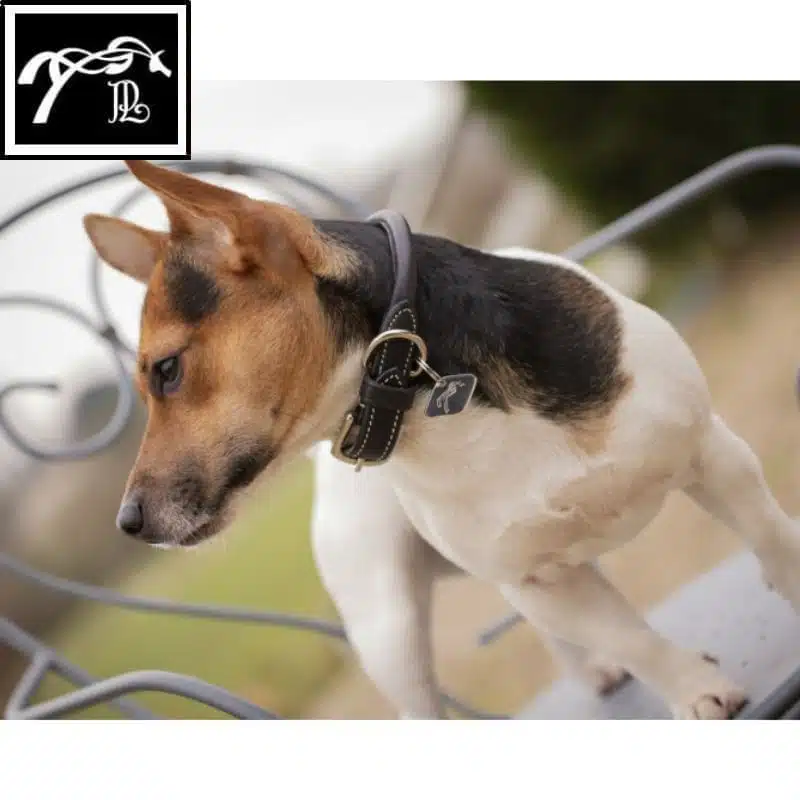 Collier pour Chien Olie PENELOPE COLLECTION Sellerie Equinoxe Shop