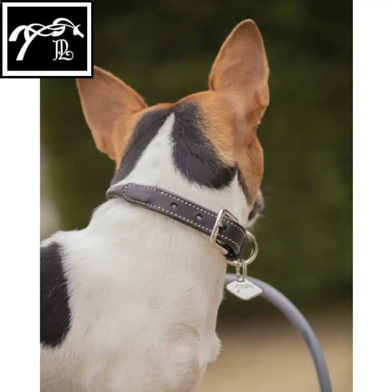 Collier pour Chien Olie cuir PENELOPE COLLECTION Sellerie Equinoxe Shop