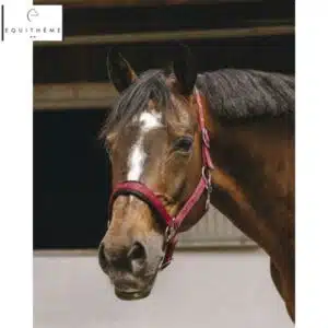 LICOL EQUITHÈME Jacquard bordeaux Sellerie Equinoxe Shop Fuveau