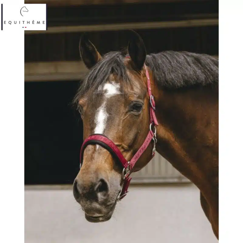 LICOL EQUITHÈME Jacquard bordeaux Sellerie Equinoxe Shop Fuveau