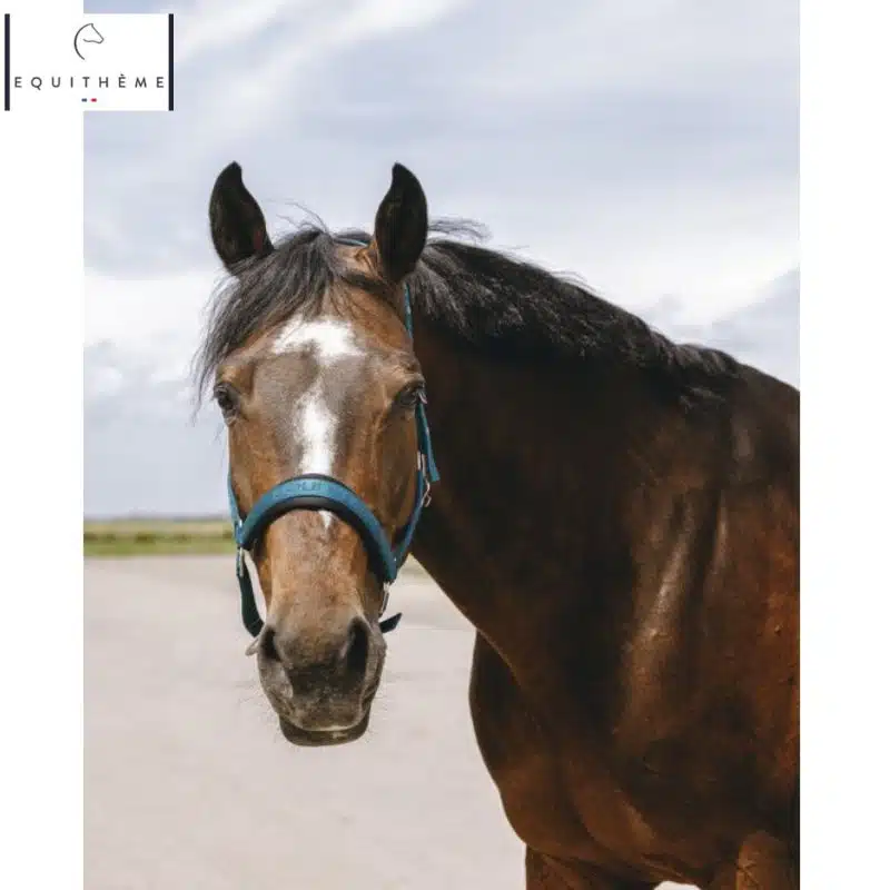 LICOL EQUITHÈME Jacquard canard Sellerie Equinoxe Shop Fuveau