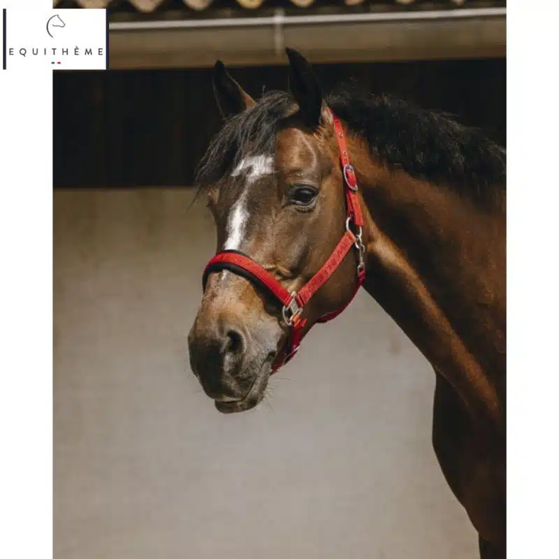 LICOL EQUITHÈME Jacquard Rouge Sellerie Equinoxe Shop Fuveau