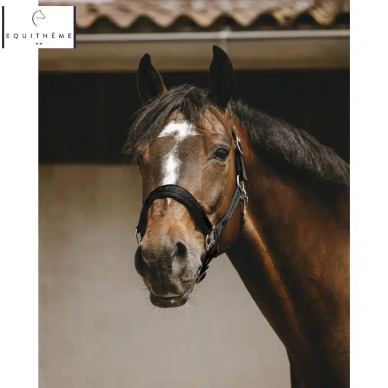 LICOL EQUITHÈME Jacquard noir Sellerie Equinoxe Shop