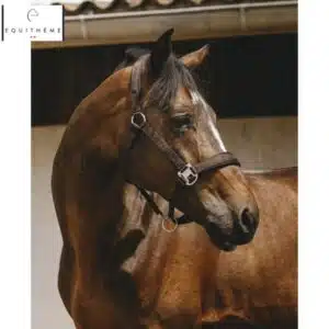 LICOL EQUITHÈME Jacquard choco Sellerie Equinoxe Shop Fuveau