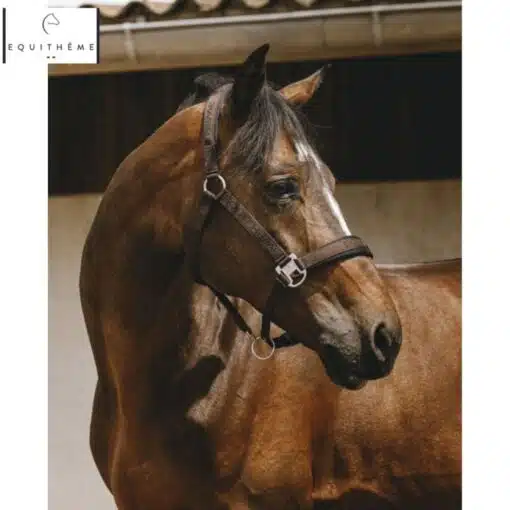 LICOL EQUITHÈME Jacquard choco Sellerie Equinoxe Shop Fuveau