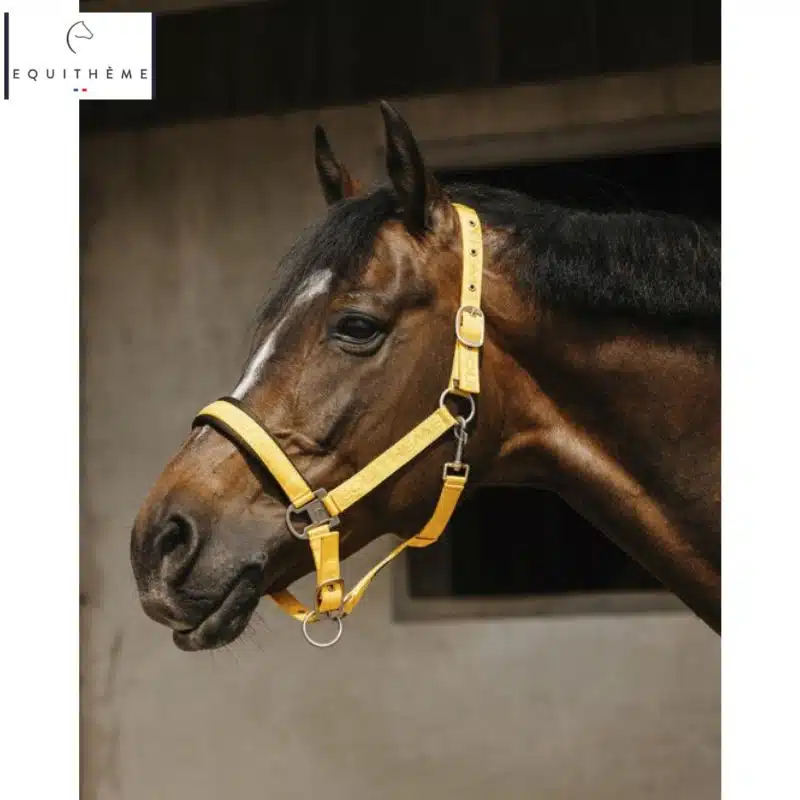 LICOL EQUITHÈME Jacquard jaune or Sellerie Equinoxe Shop Fuveau