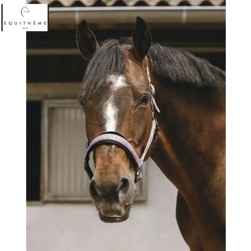 LICOL EQUITHÈME Jacquard lilas Sellerie Equinoxe Shop Fuveau