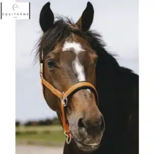 LICOL EQUITHÈME Jacquard orange Sellerie Equinoxe Shop Fuveau
