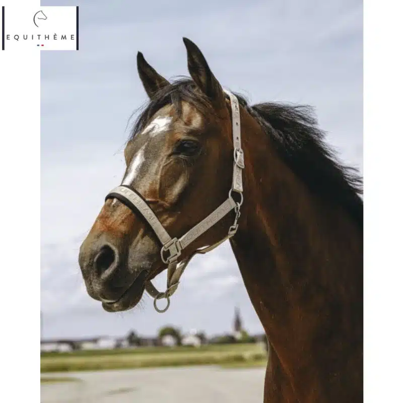 LICOL EQUITHÈME Jacquard taupe Sellerie Equinoxe Shop Fuveau