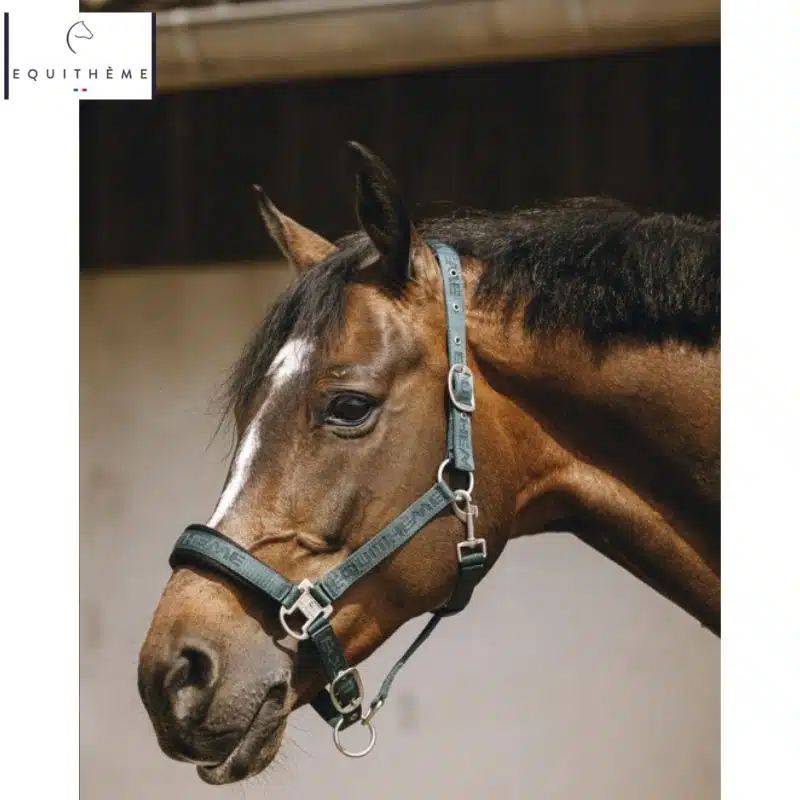 LICOL EQUITHÈME Jacquard vert forêt Sellerie Equinoxe Shop Fuveau