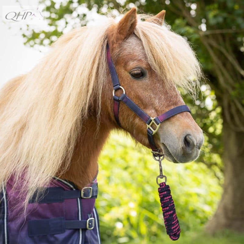 Set licol et longe Jaily QHP SS25 Sellerie Equinoxe Shop Fuveau