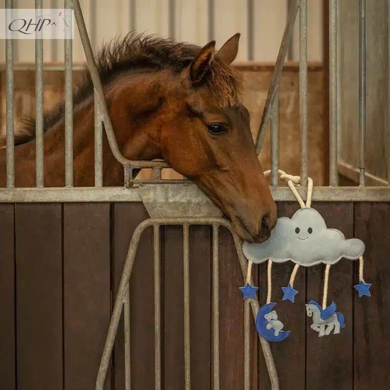Jouets pour chevaux Novy GREY QHP Sellerie Equinoxe Shop Fuveau