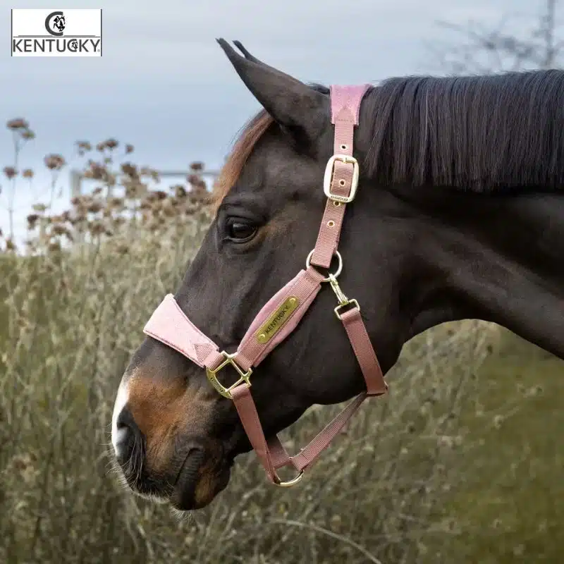 Licol Velvet Unicorn Glitter Cheval Kentucky Horsewear Sellerie Equinoxe-Shop Fuveau Kentucky Horsewear Sellerie Equinoxe-Shop Fuveau