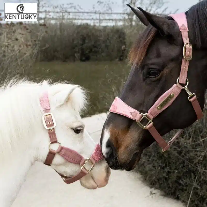 Licol Velvet Unicorn Glitter Kentucky Horsewear Sellerie Equinoxe-Shop Fuveau