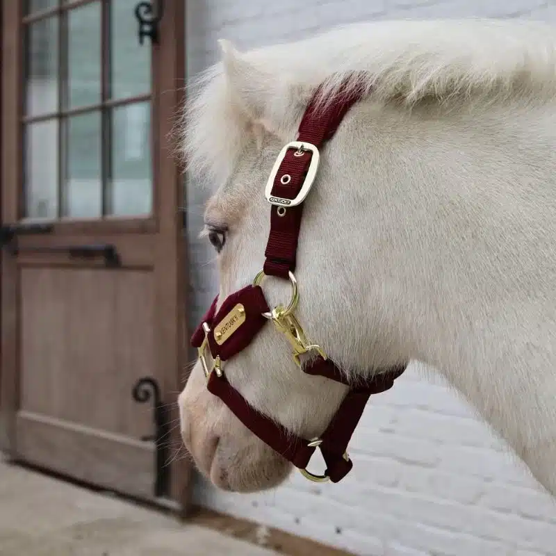 Licol velvet bordeaux shetland Kentucky Horsewear Sellerie Equinoxe-Shop Fuveau