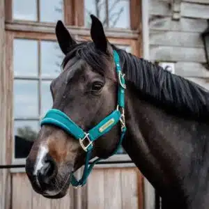Licol velvet canard Kentucky Horsewear Sellerie Equinoxe-Shop Fuveau