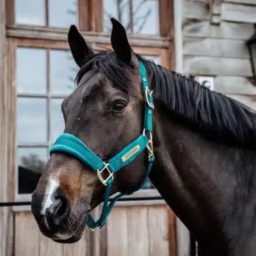 Licol velvet canard Kentucky Horsewear Sellerie Equinoxe-Shop Fuveau