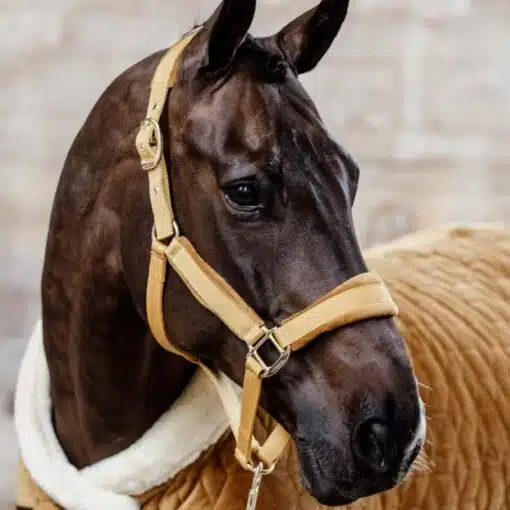 Licol velvet moutarde Kentucky Horsewear Sellerie Equinoxe-Shop Fuveau